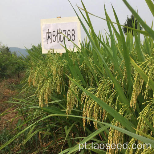 Sementes de arroz de arroz natural de alta qualidade